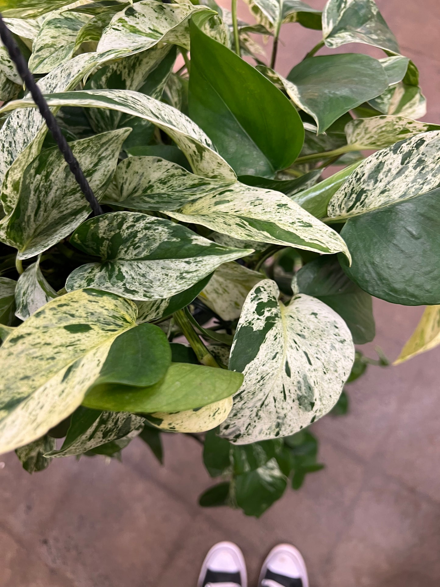 Pothos Marble Queen