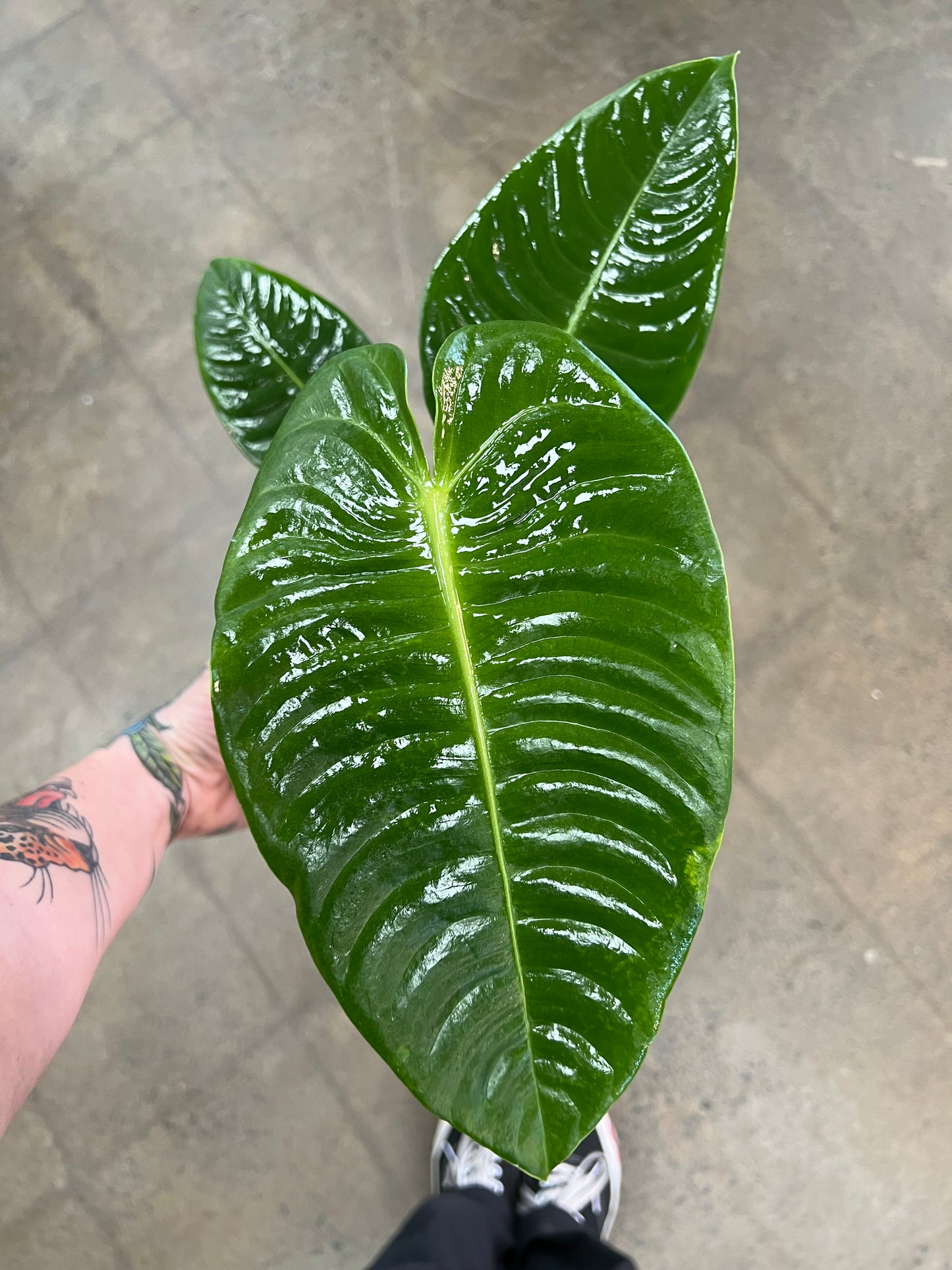 Anthurium Veitchii King