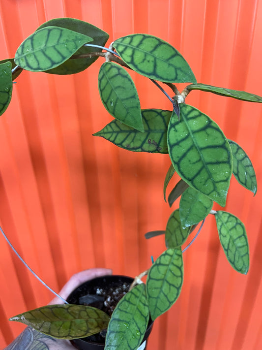 Hoya Callistophylla