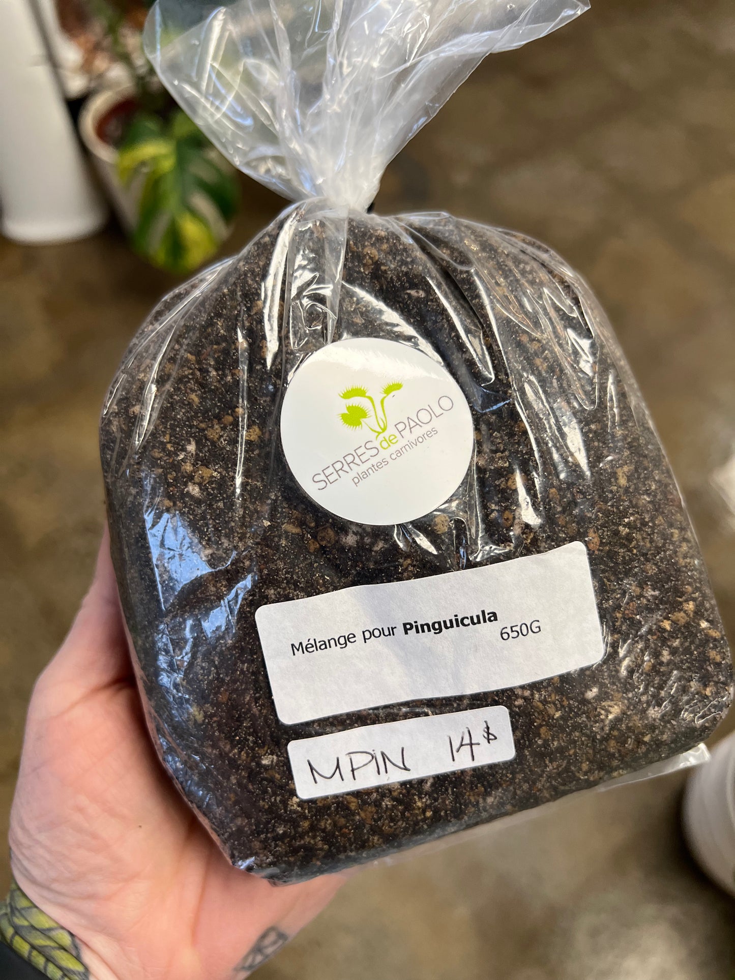Pinguicula Mix