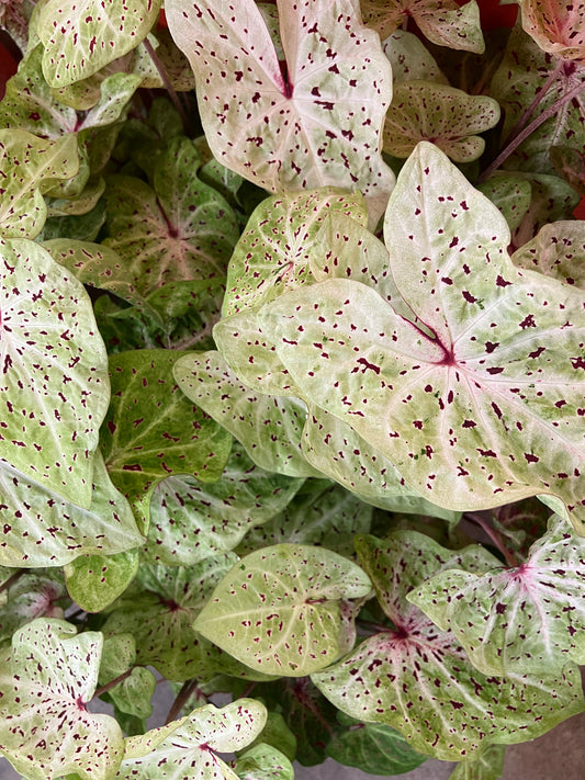 Caladium Miss Muffet