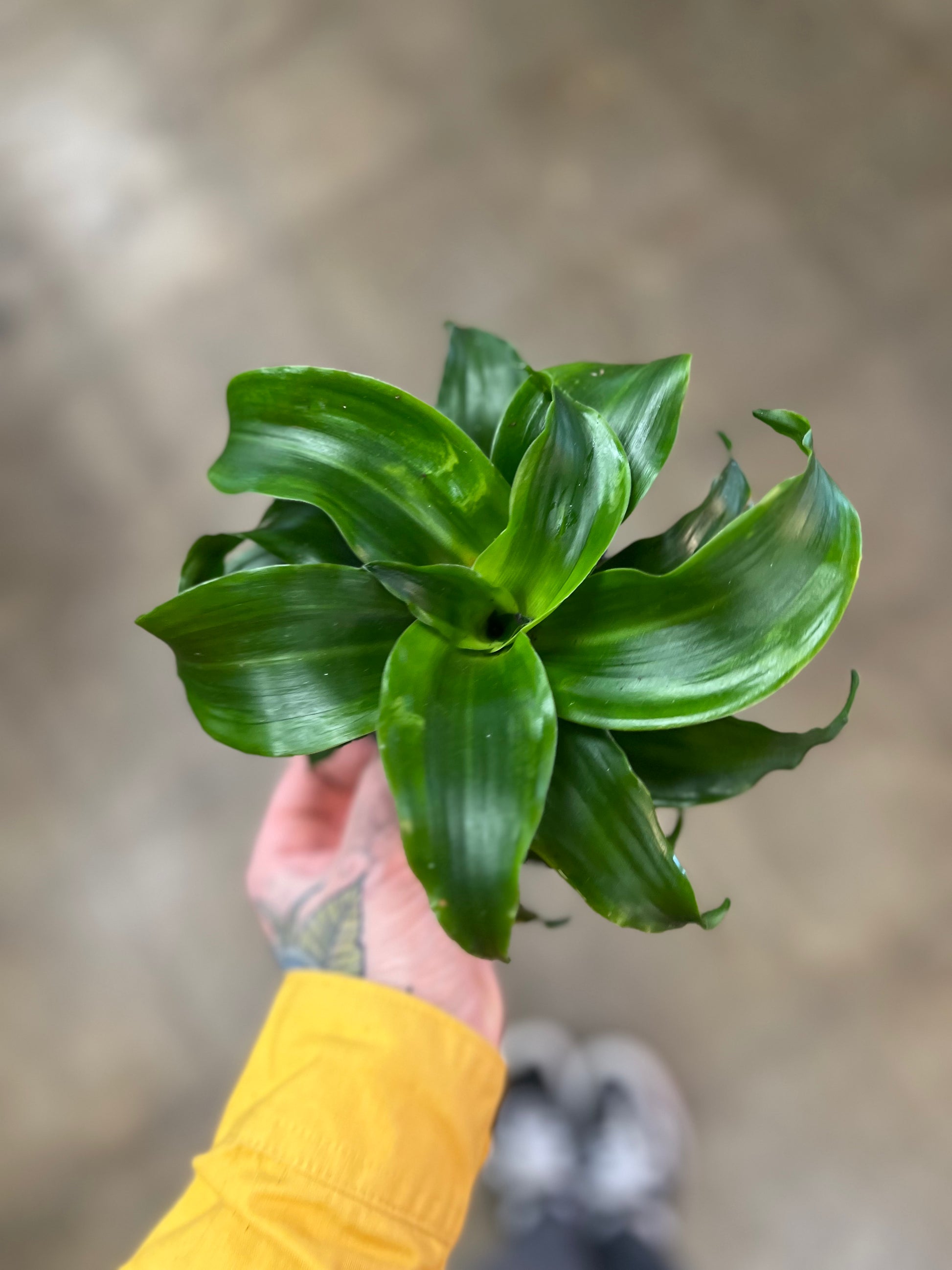 dracaena twister Dracaena Twister – jungleroseinc