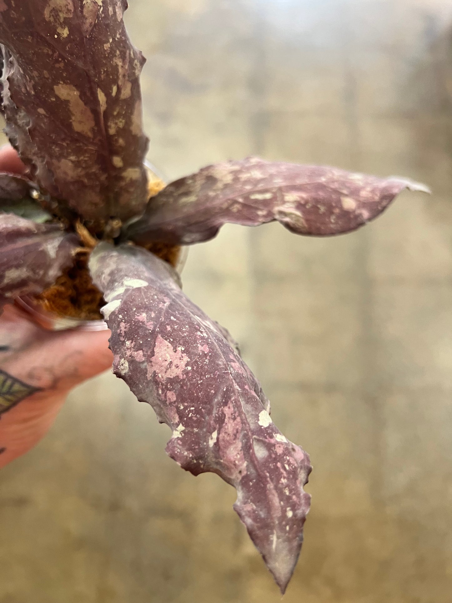 Hoya Undulata Red XXL #3