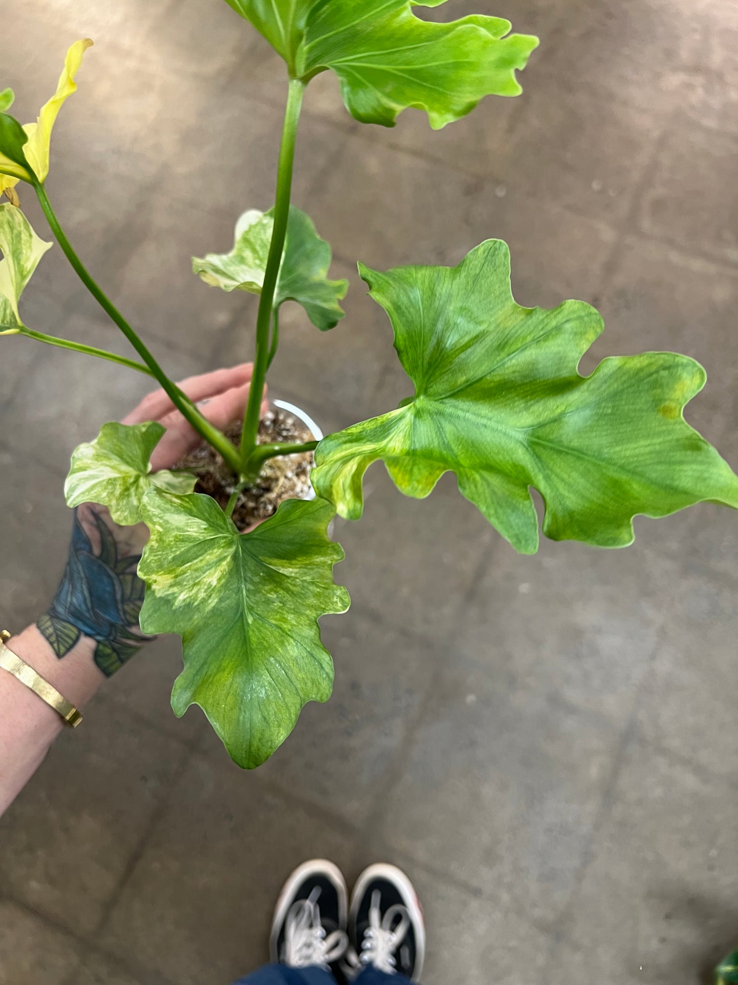 Philodendron Selloum Variegated