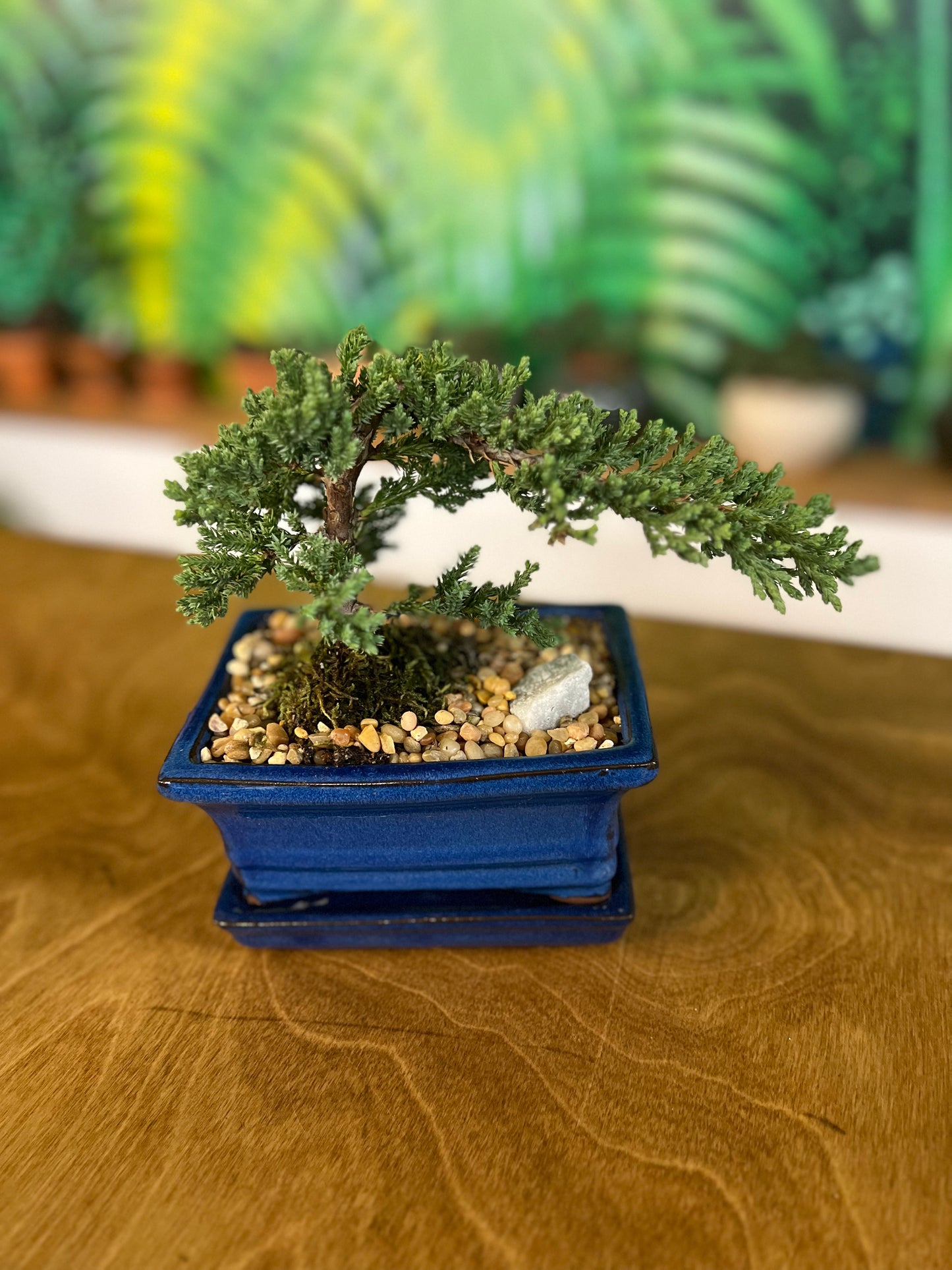 Bonsaï Juniper