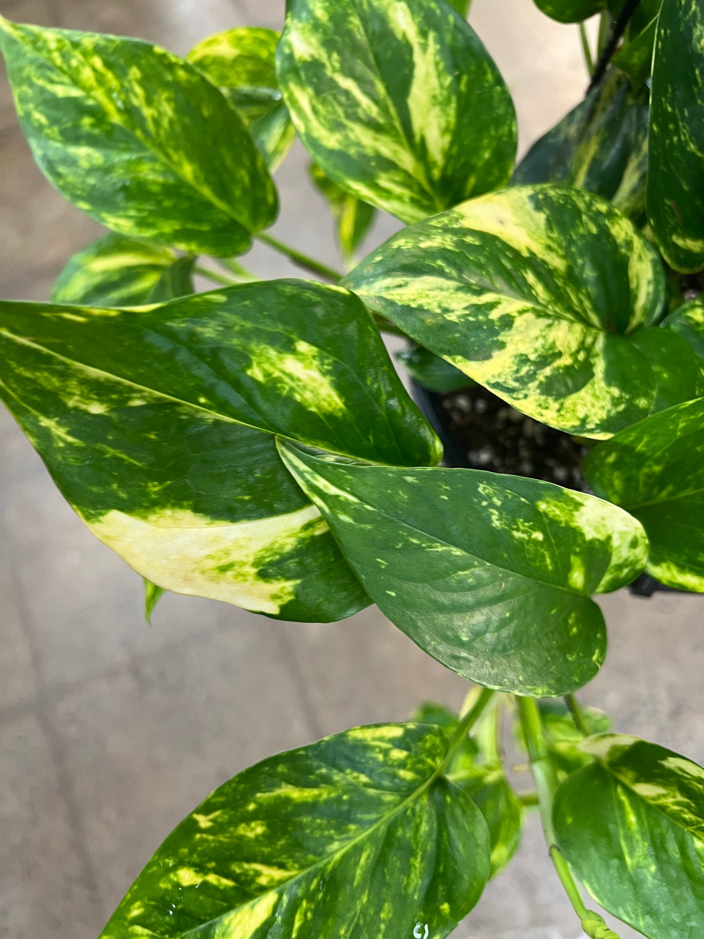 Pothos Hawaiian