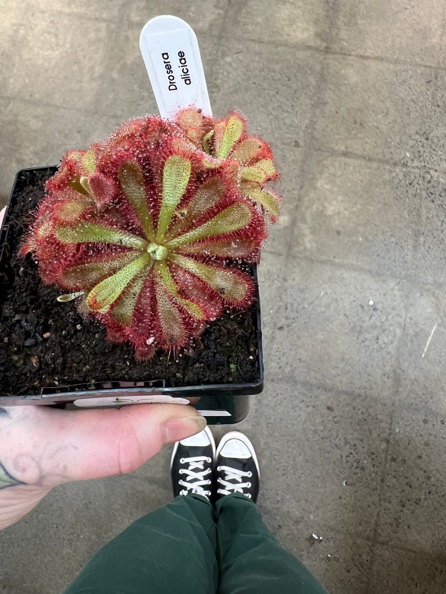 Drosera Aliciae