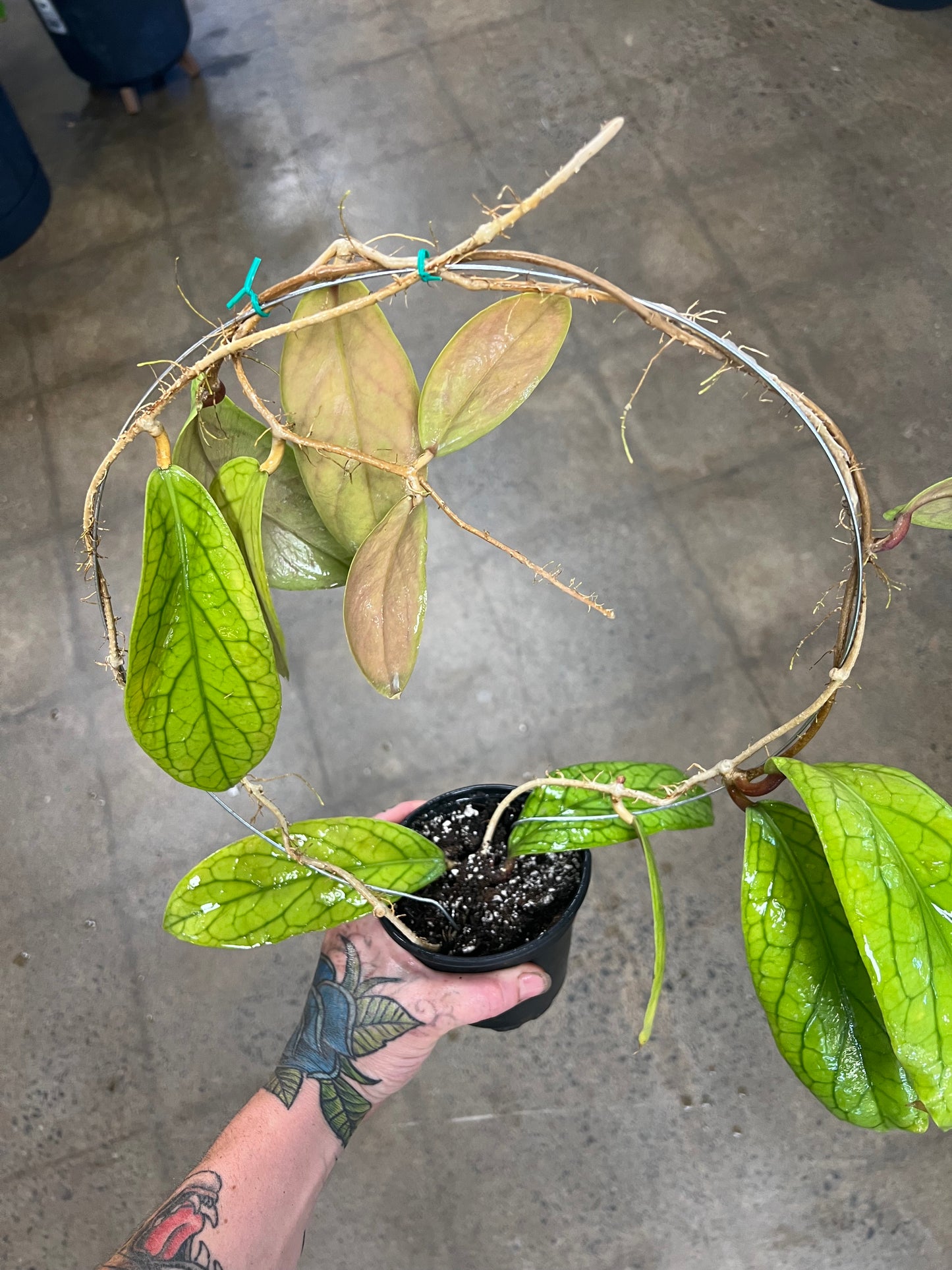 Hoya Vitellinoides