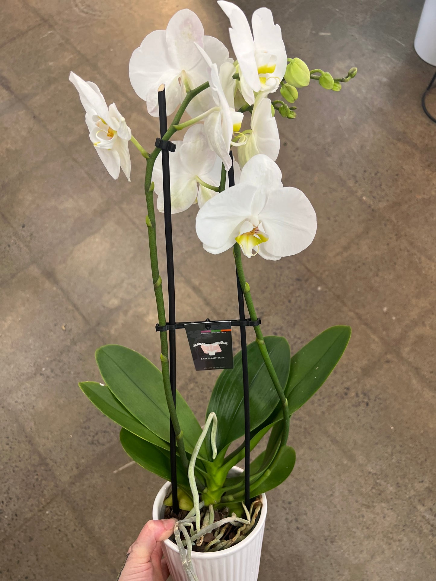 Orchidée avec Cache pot