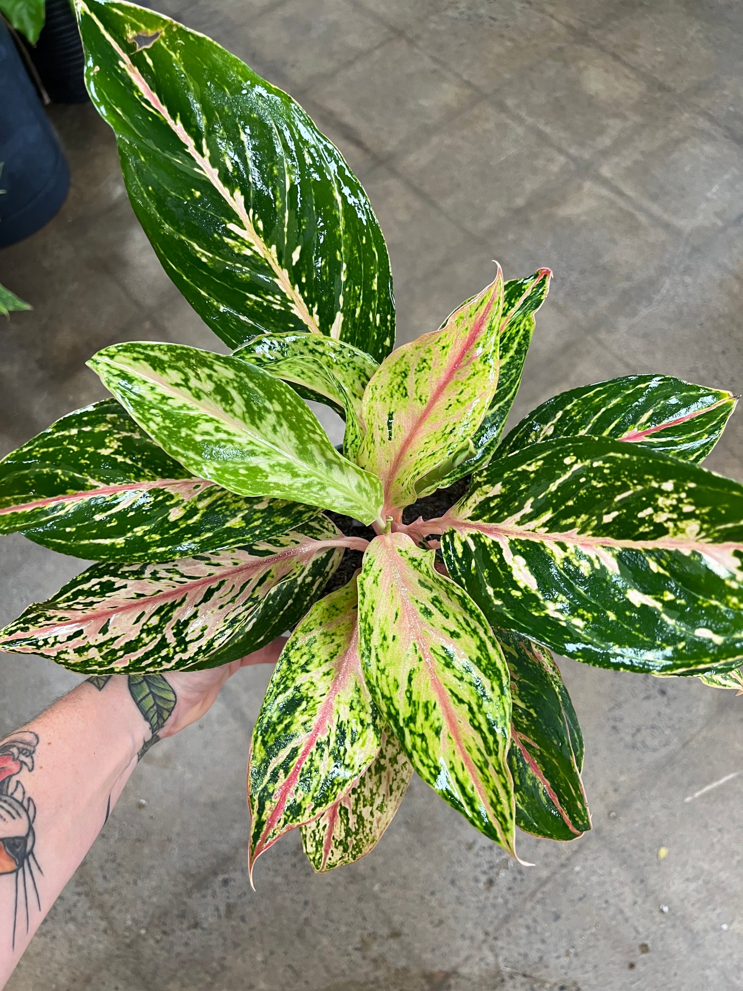 Aglaonema Sparkling Sarah