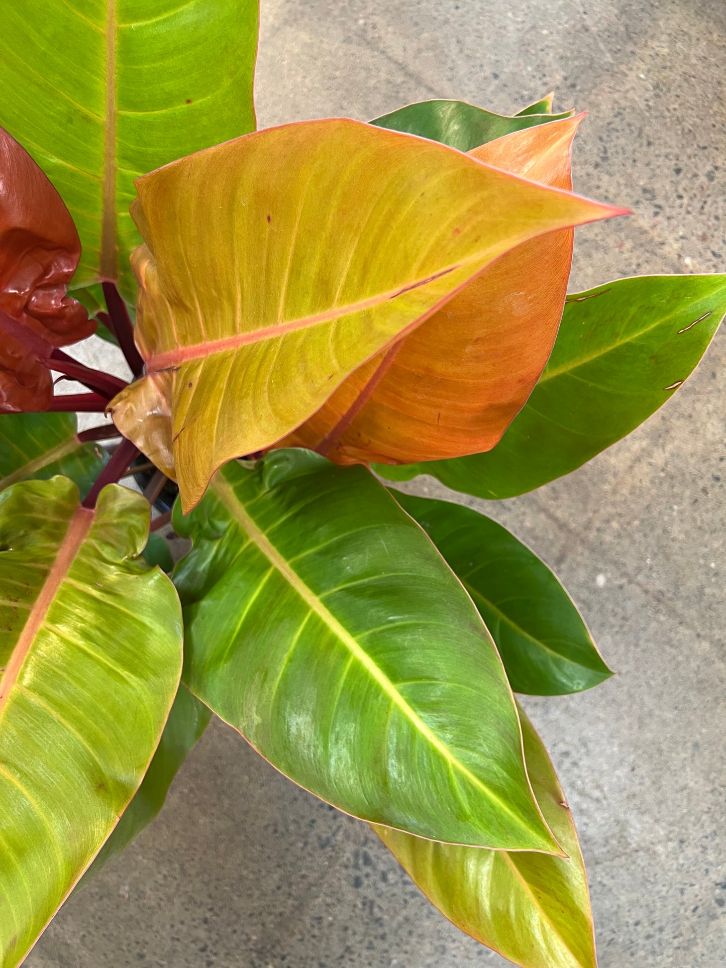 Philodendron Prince Of Orange