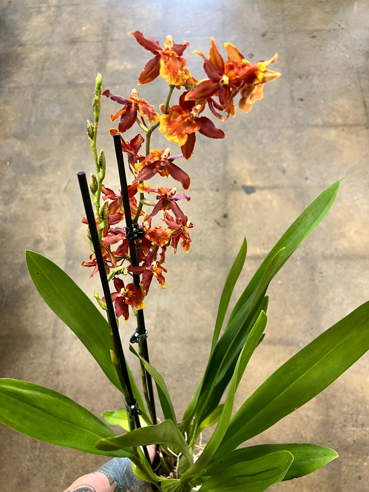 Oncidium orchid