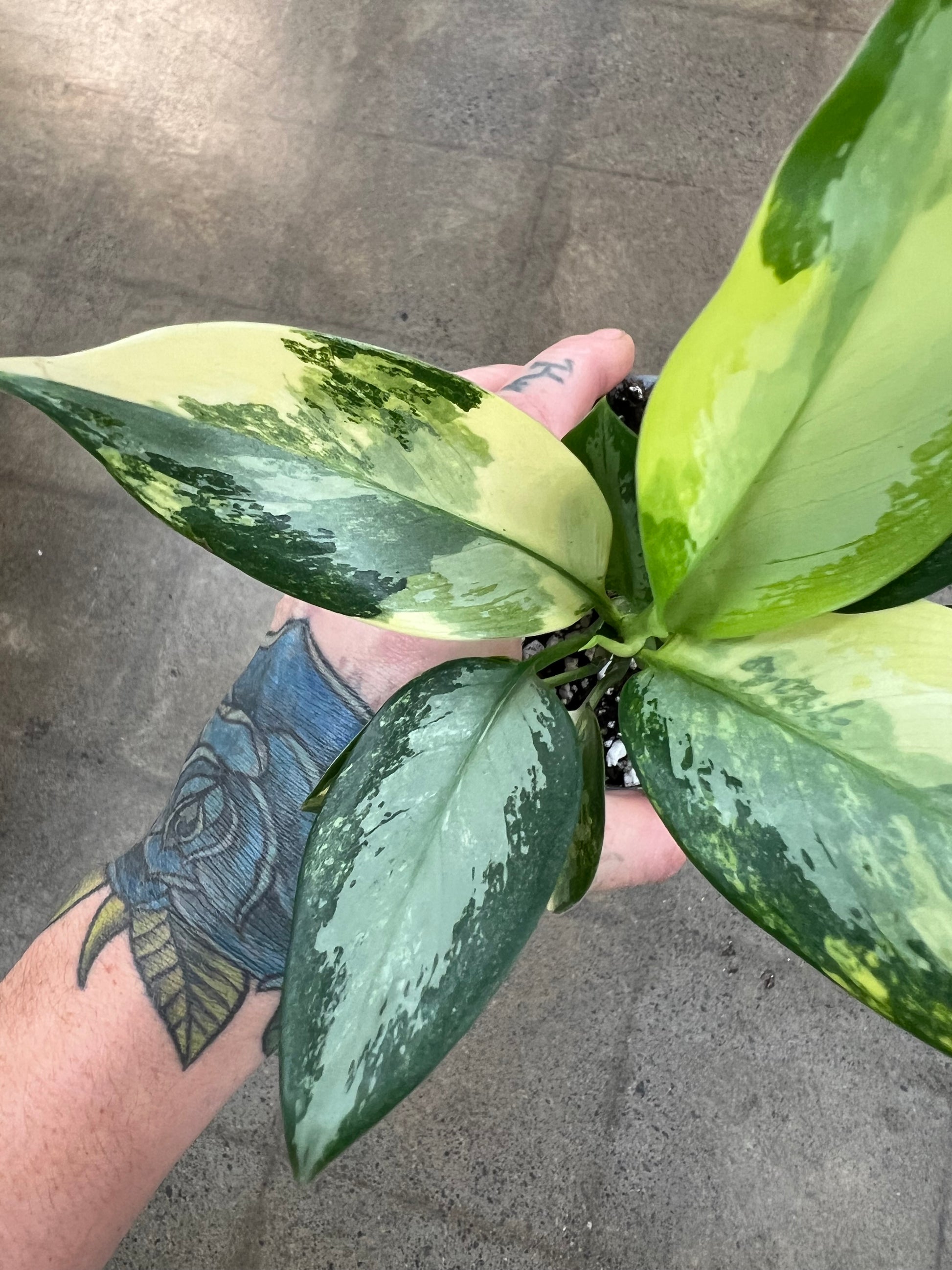 aglaonema suvarnabhumi Aglaonema Suvarnabhumi Variegated