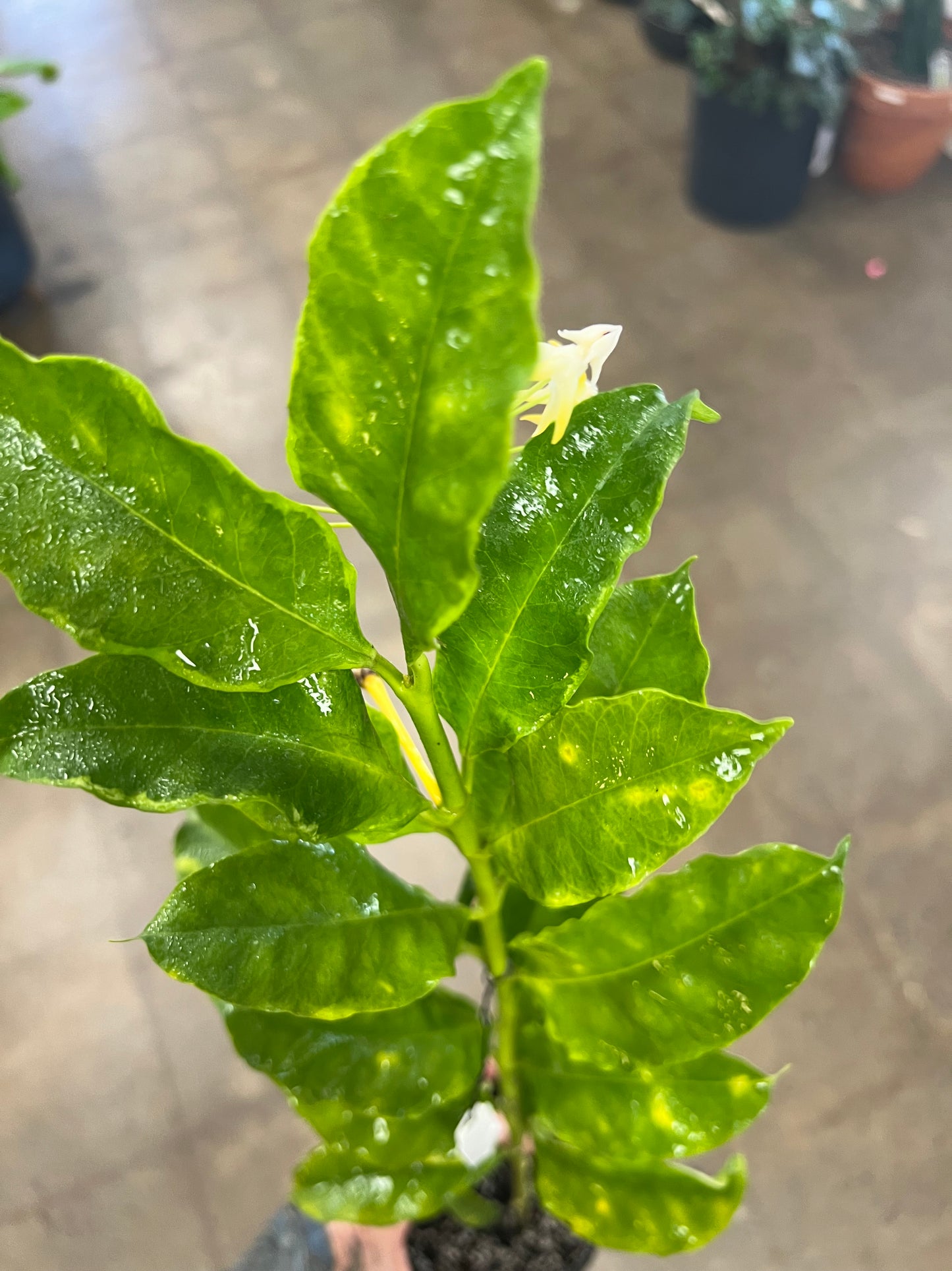 Hoya Multiflora Albomarginata