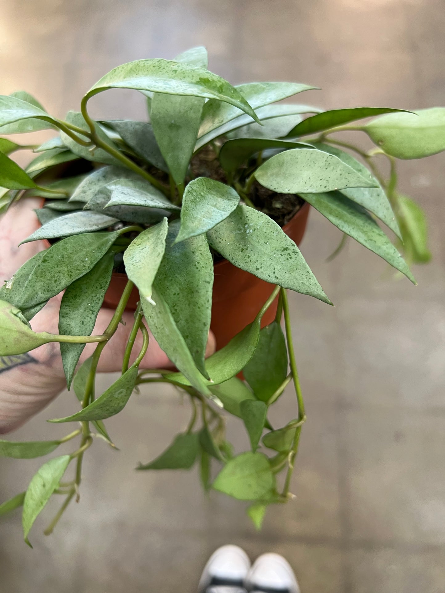 Hoya Lacunosa Mint