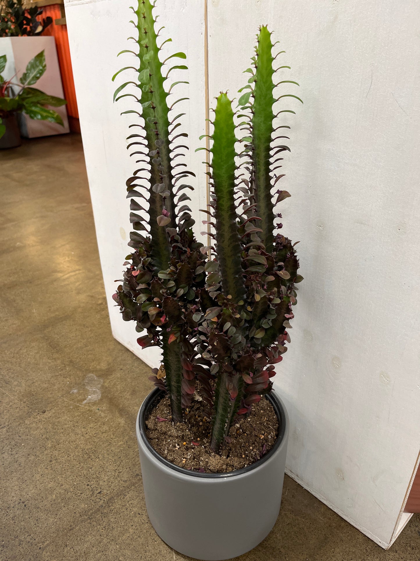 Euphorbia Trigona Rubra 3PPP