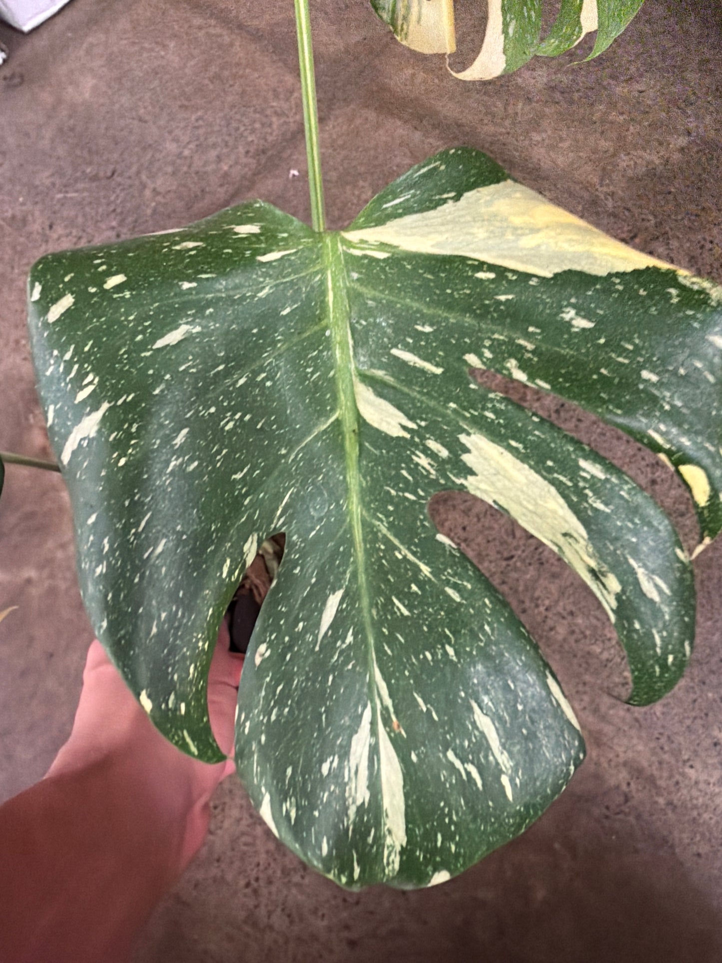 Monstera Crème Brulée
