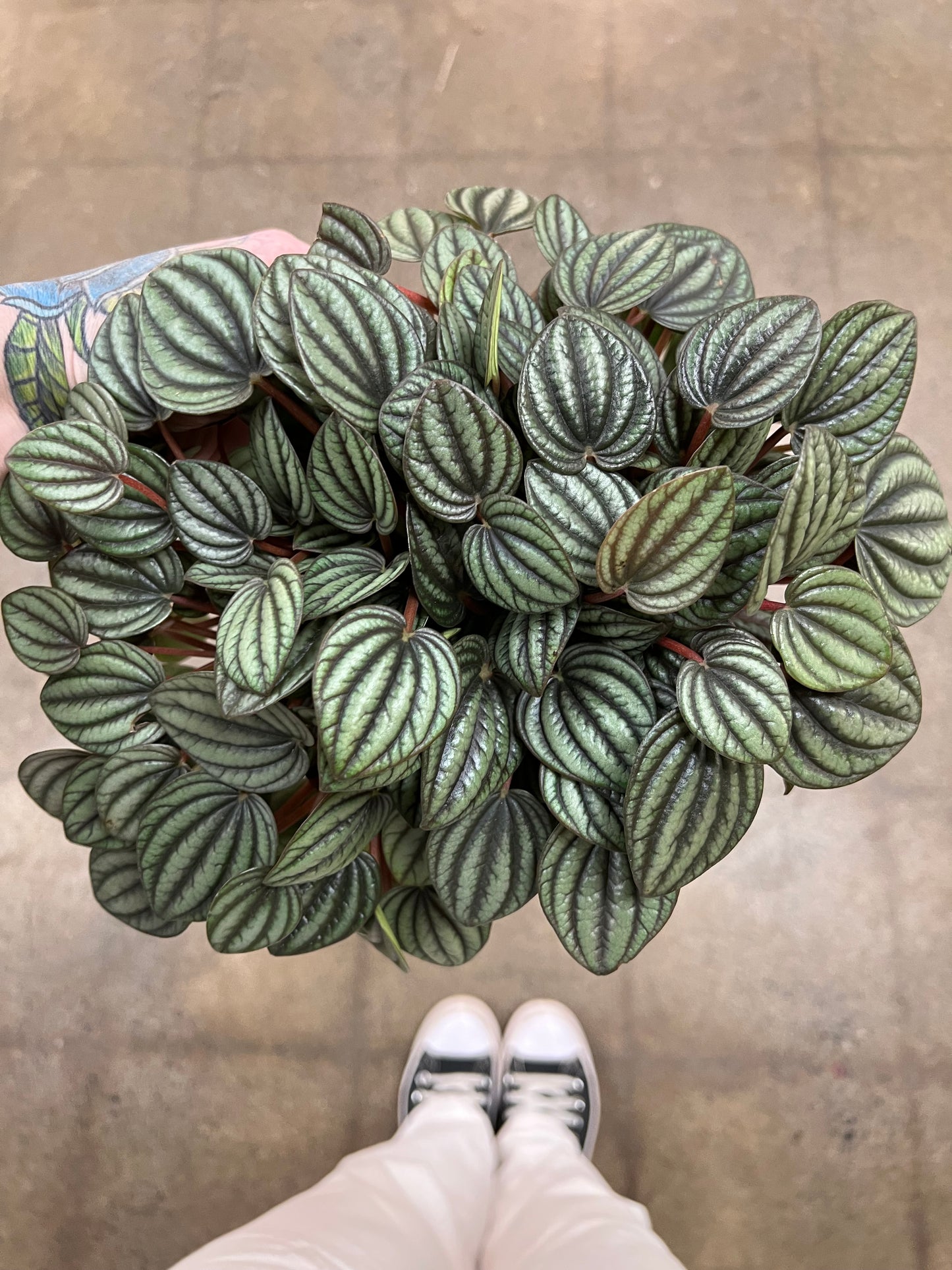 Peperomia Piccolo Banda