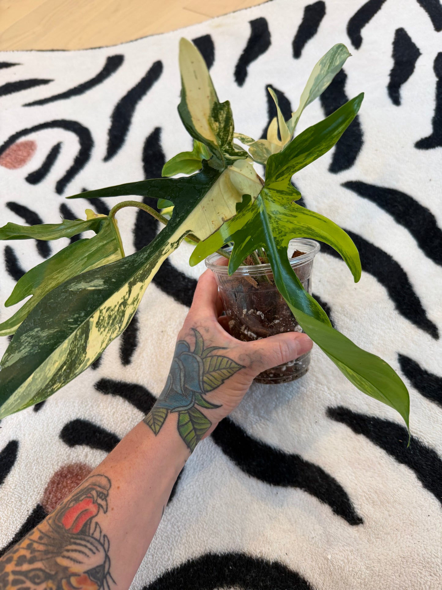 Philodendron Florida Beauty Variegated  Medium #1