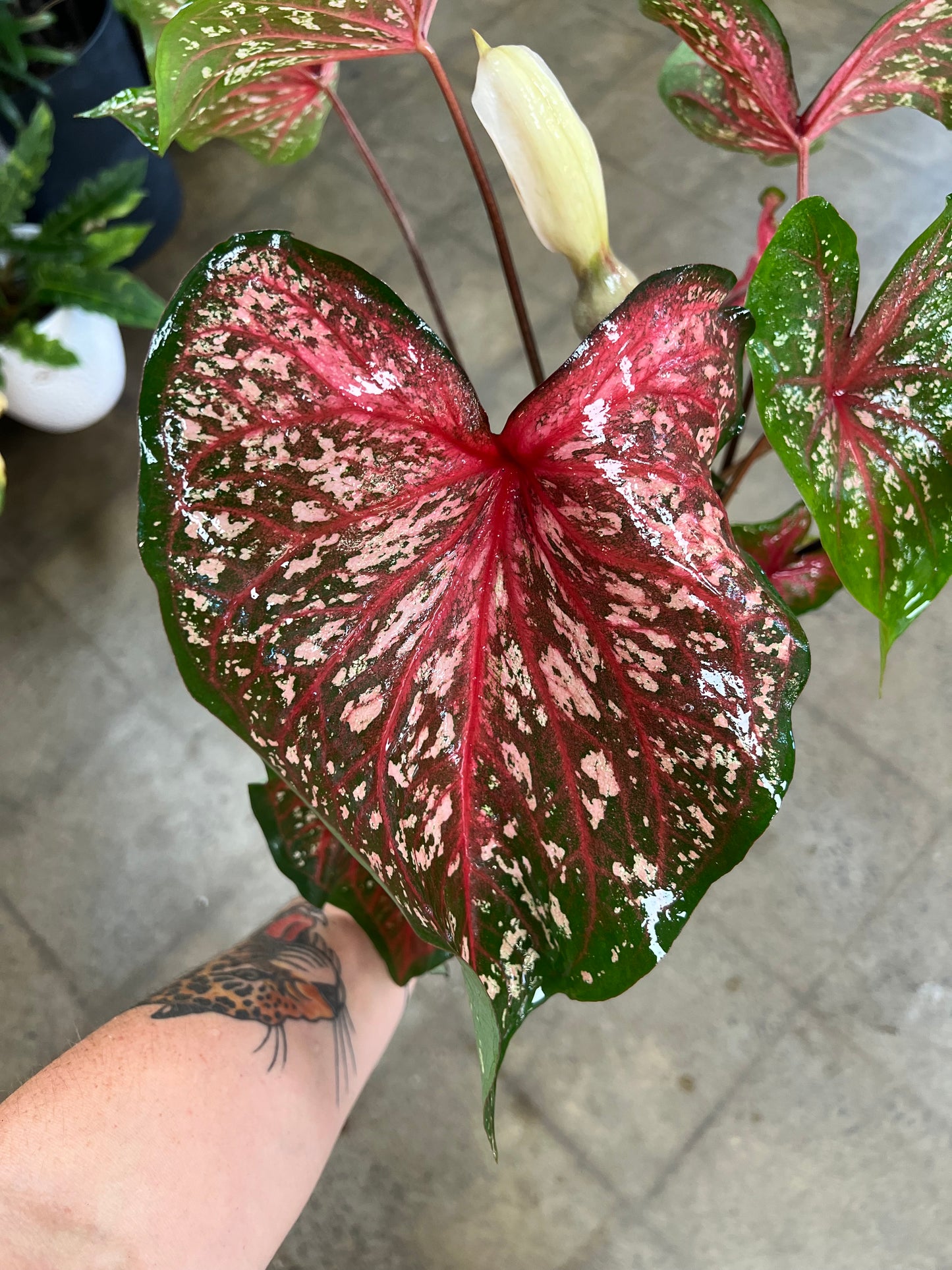 Caladium Lance Whorton