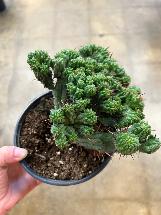 Euphorbia Enopla