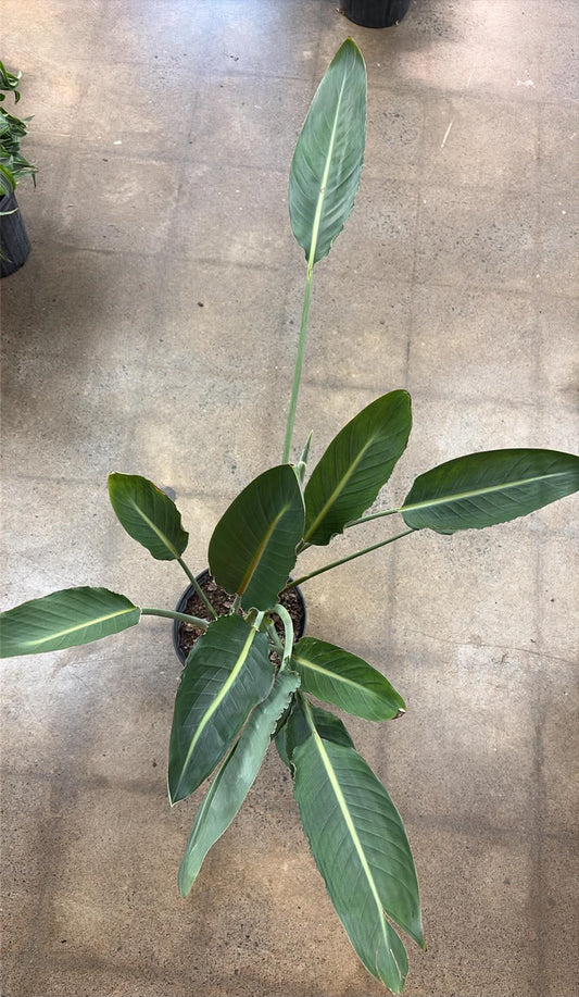 Strelitzia Regina Orange