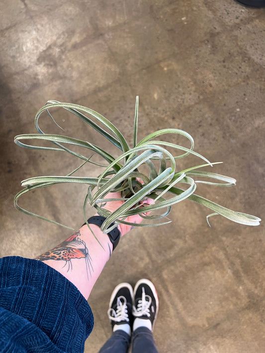 Tillandsia XL