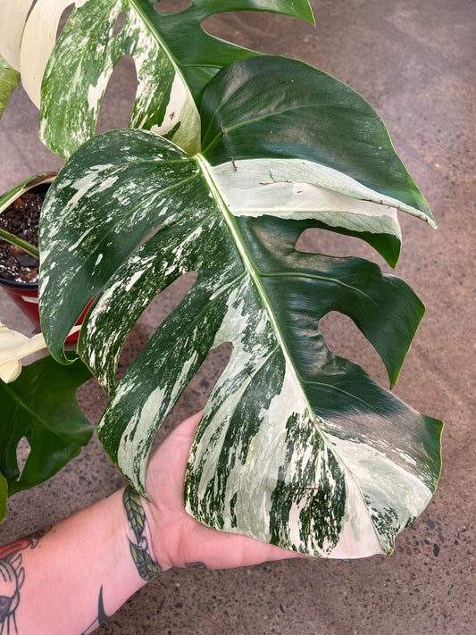 Monstera Albo #20