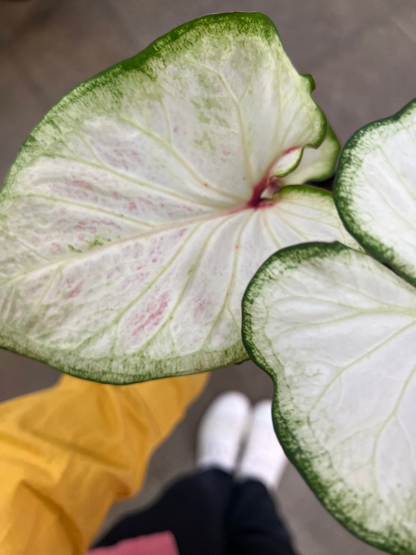 Caladium Hortulatum Asst.