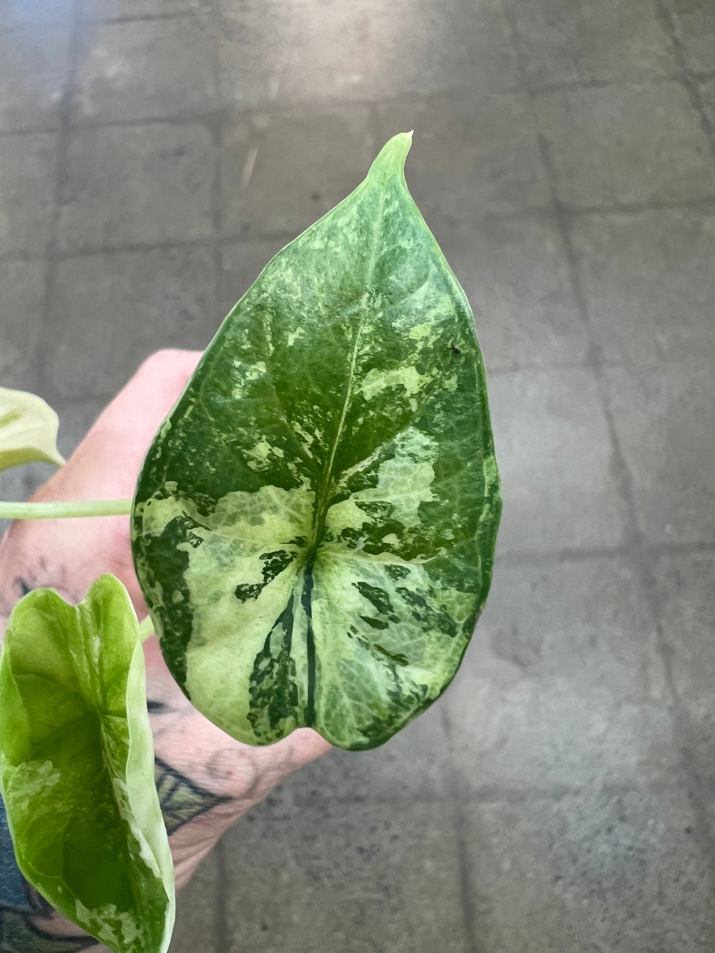 Alocasia Dragon Scale Variegata