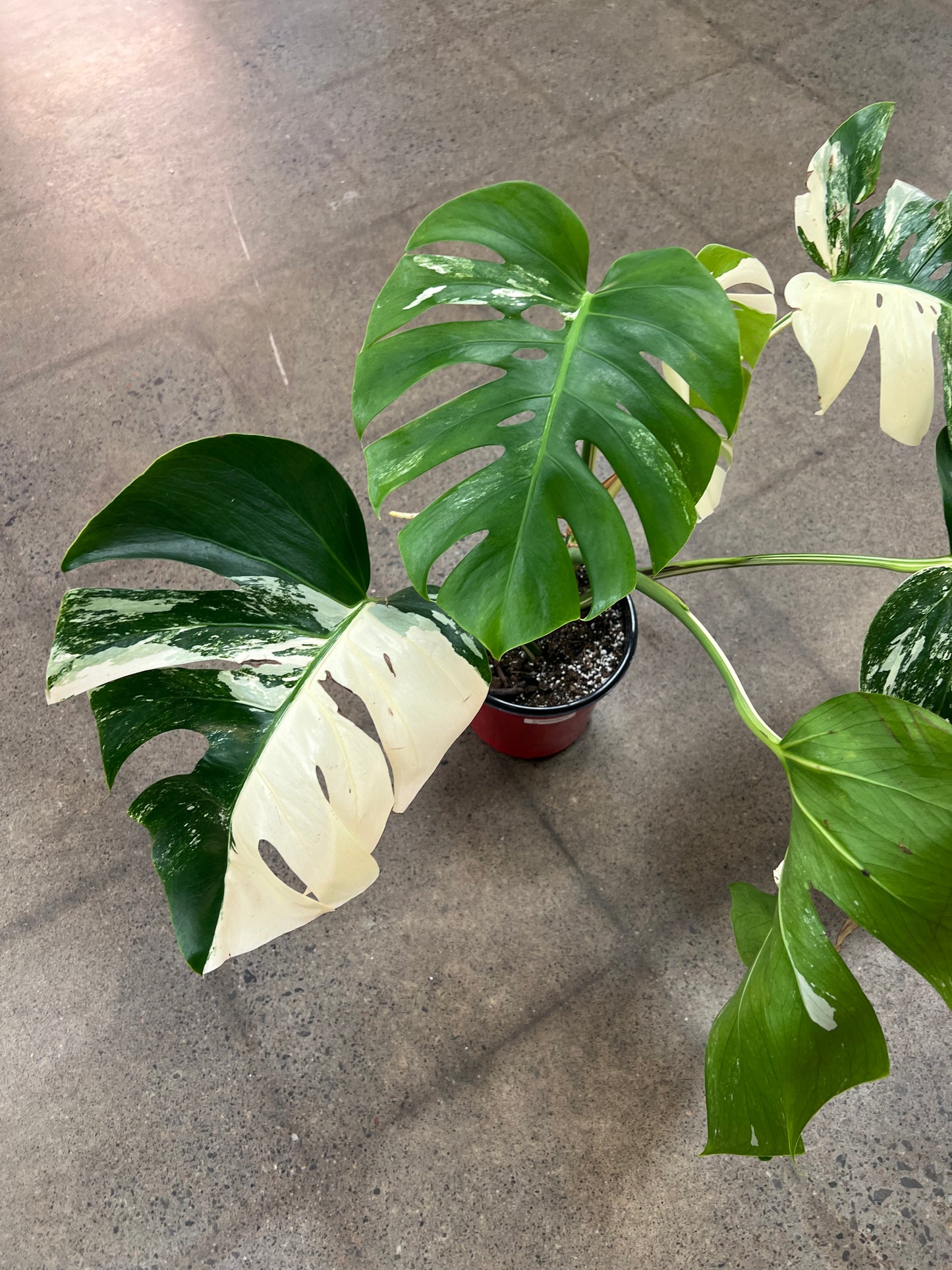 Monstera Albo #20