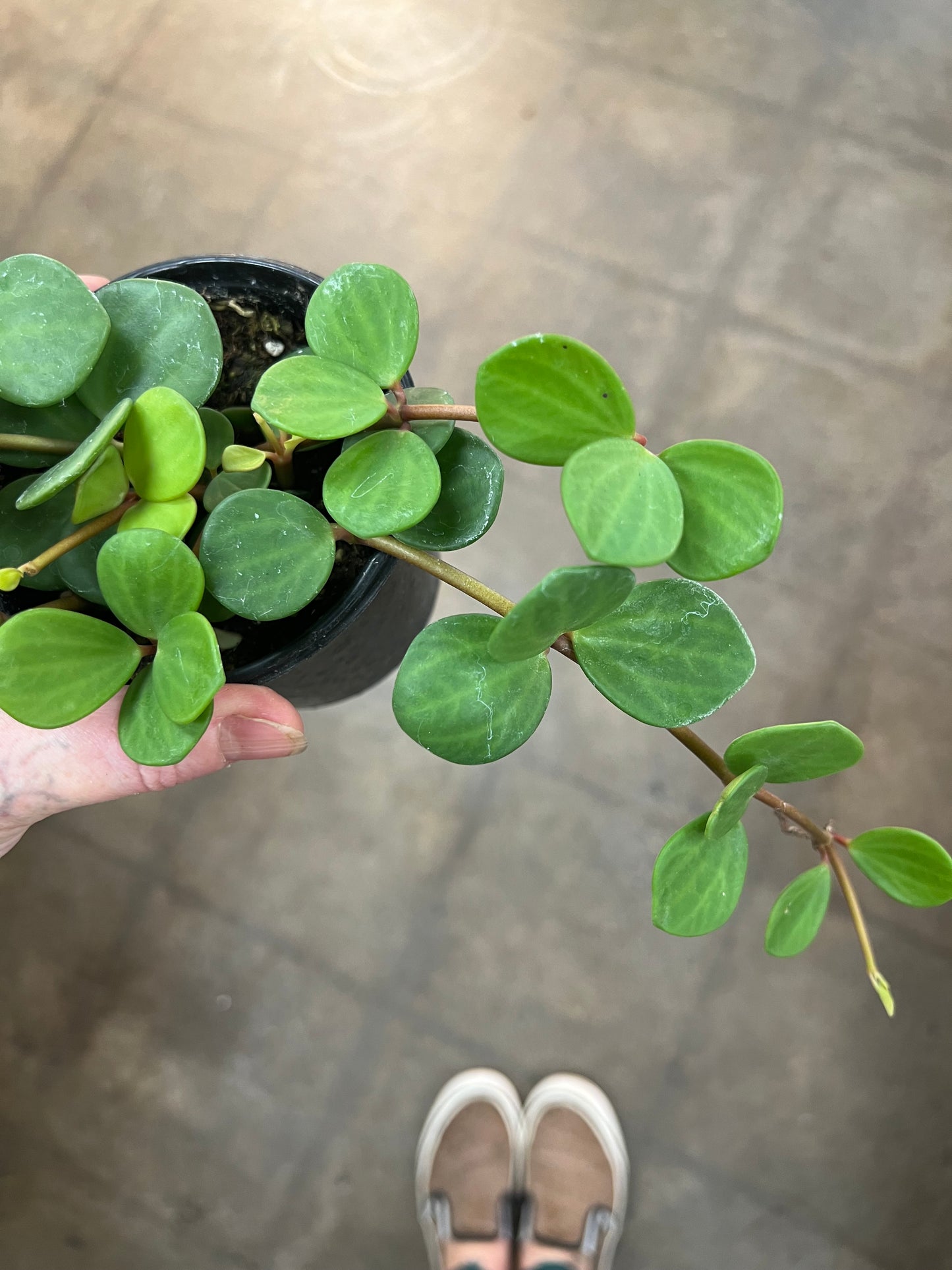 Peperomia Hope