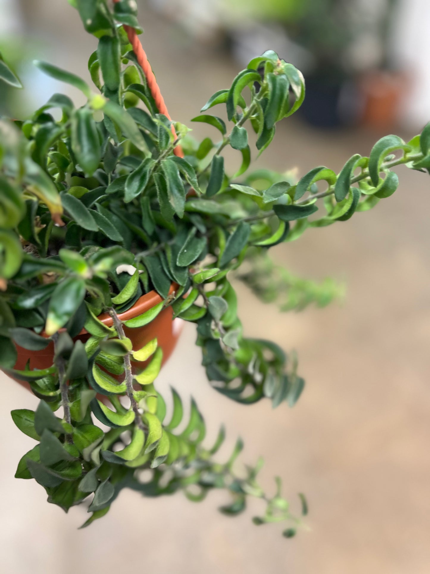 Aeschynanthus Twister