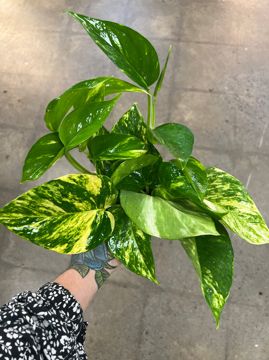 Pothos Doré