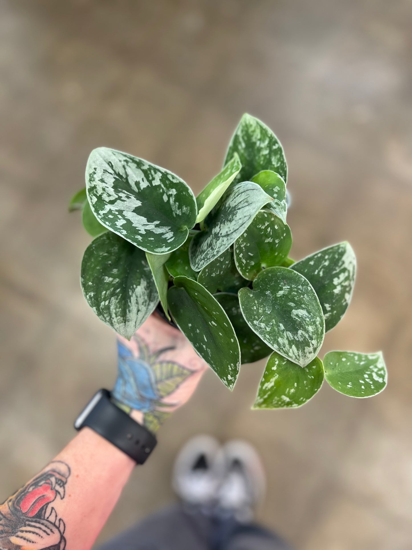 Scindapsus Silver Ann