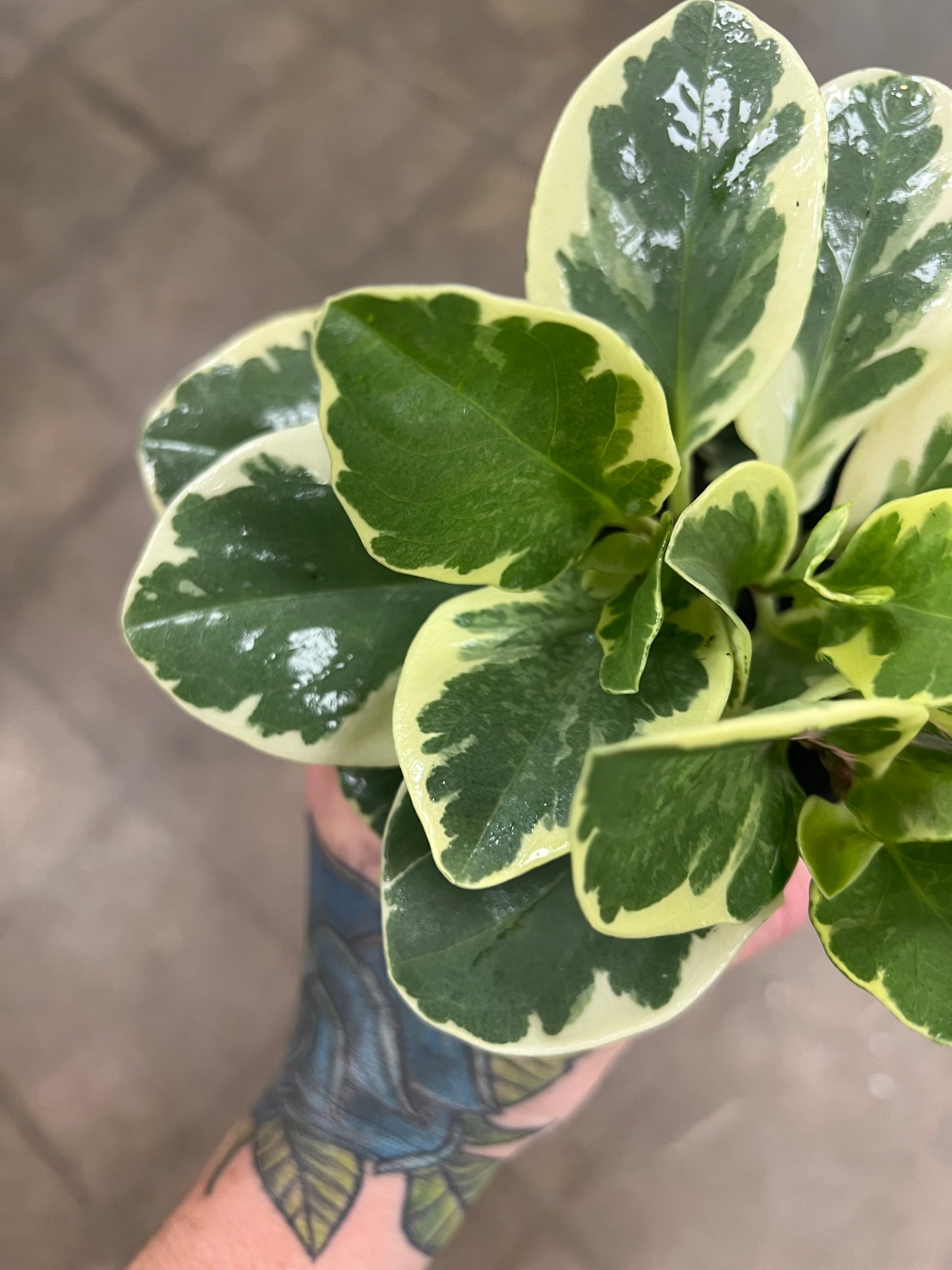 Peperomia Obtusifolia Marble