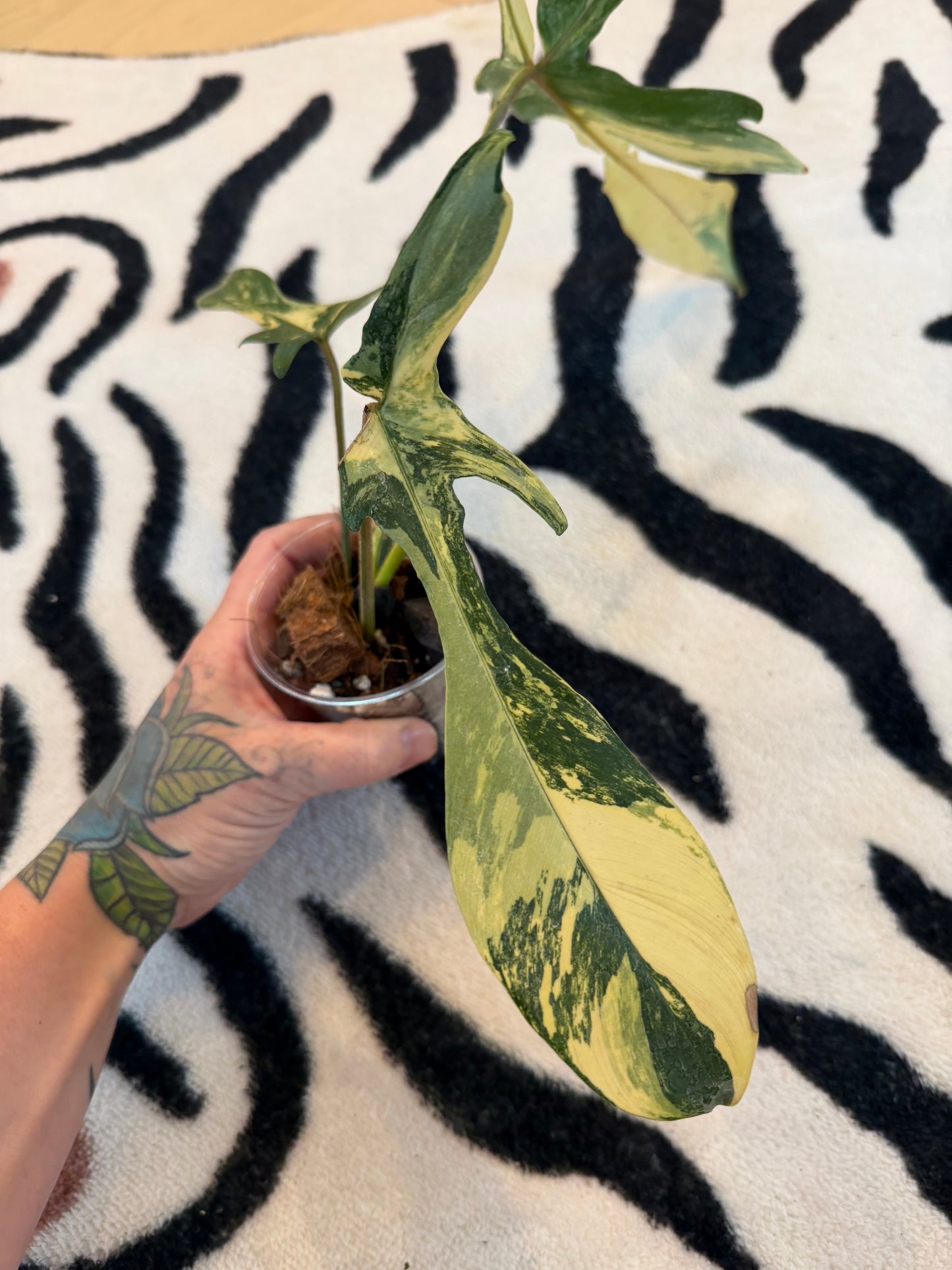 Philodendron Florida Beauty Variegated  Small #1