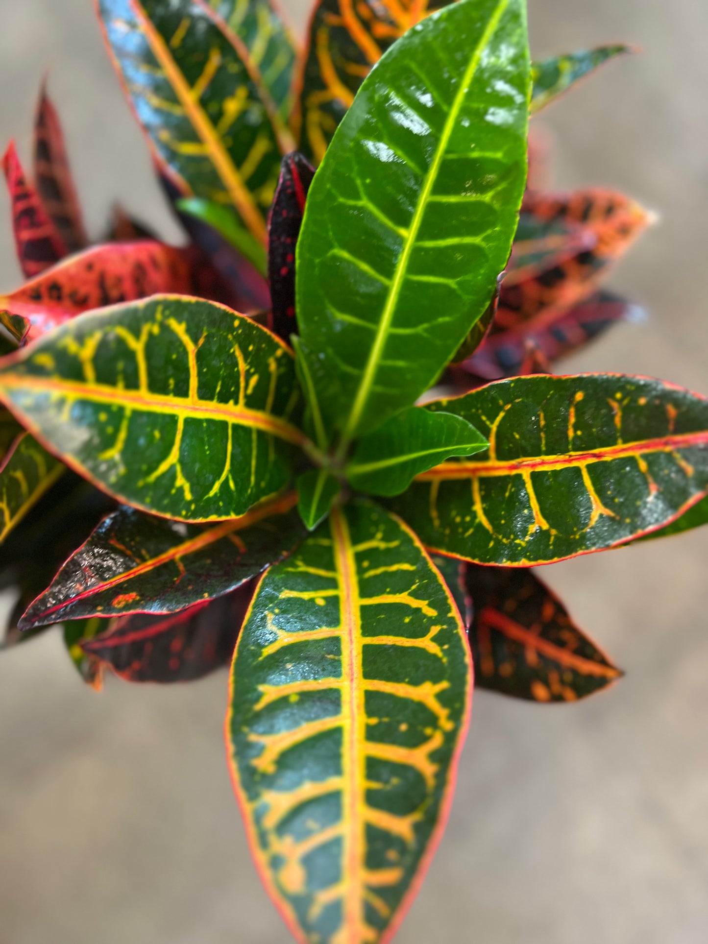 Croton Petra