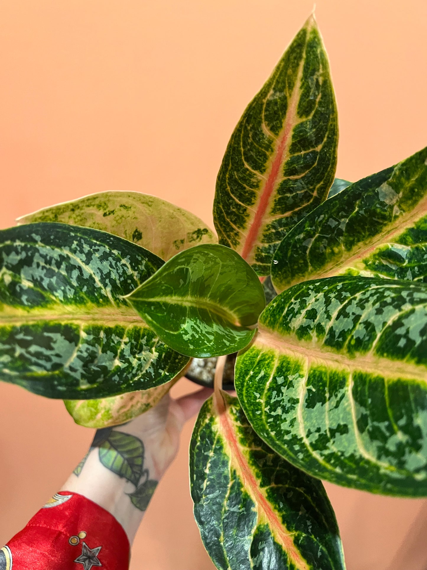 Aglaonema Gajah Mada