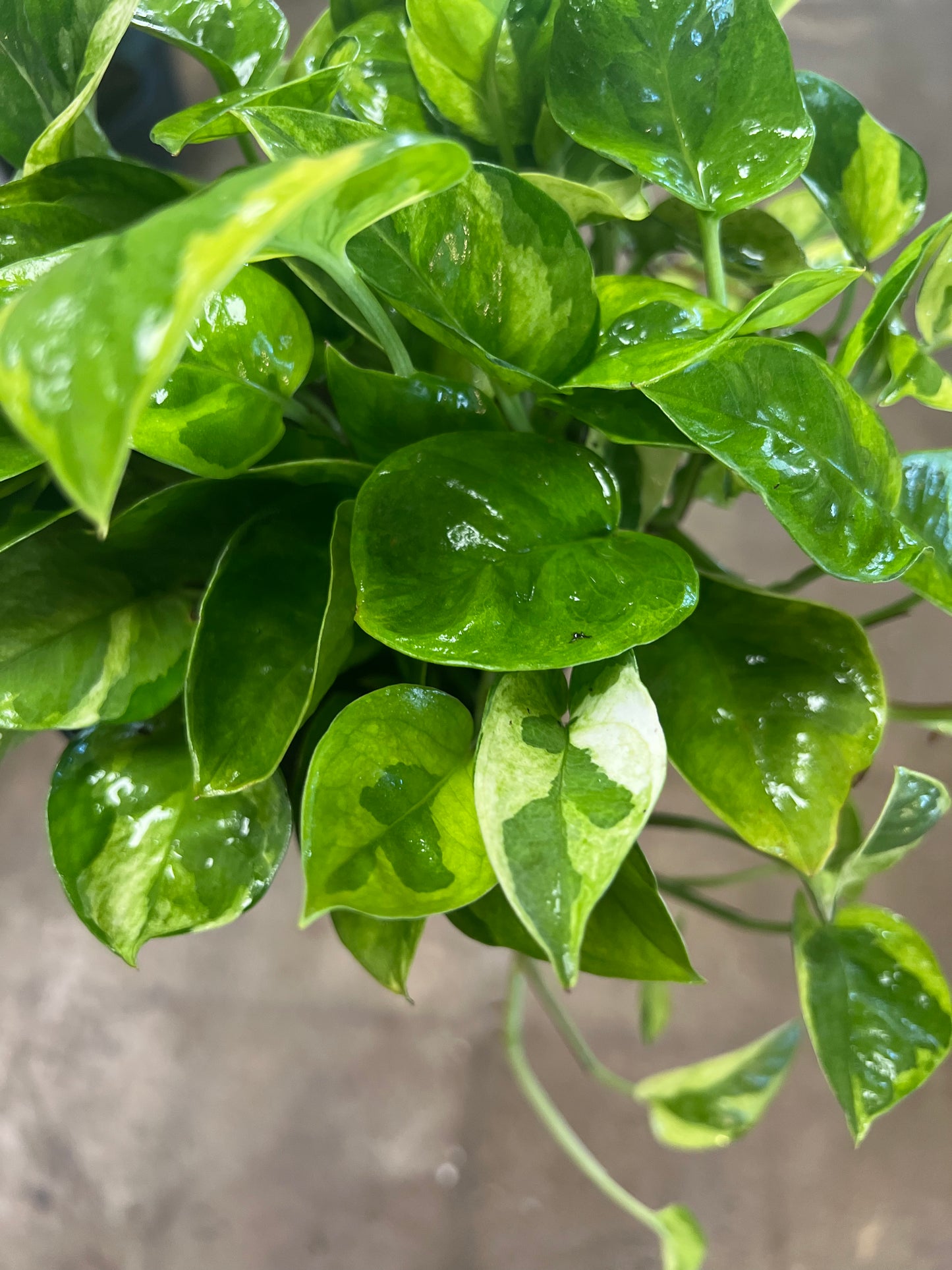 Pothos Lemon Meringue