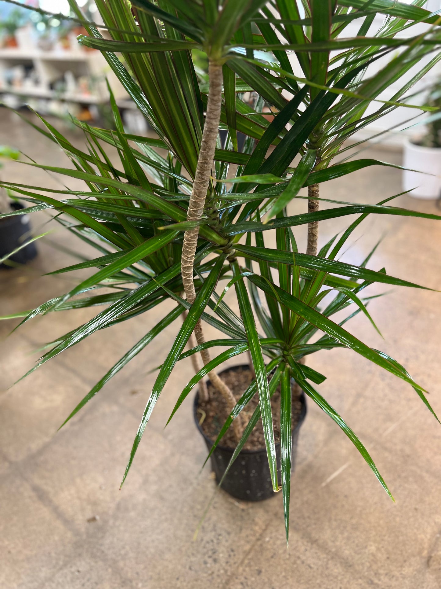 Dracaena Marginata Staggered