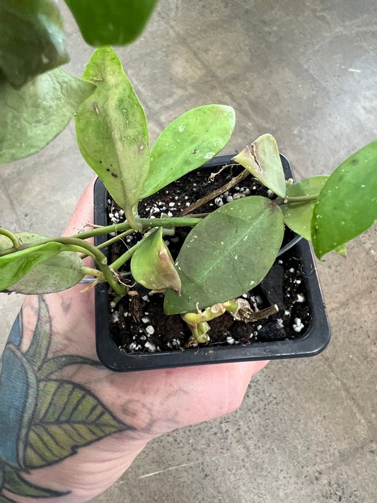 Hoya Walliniana