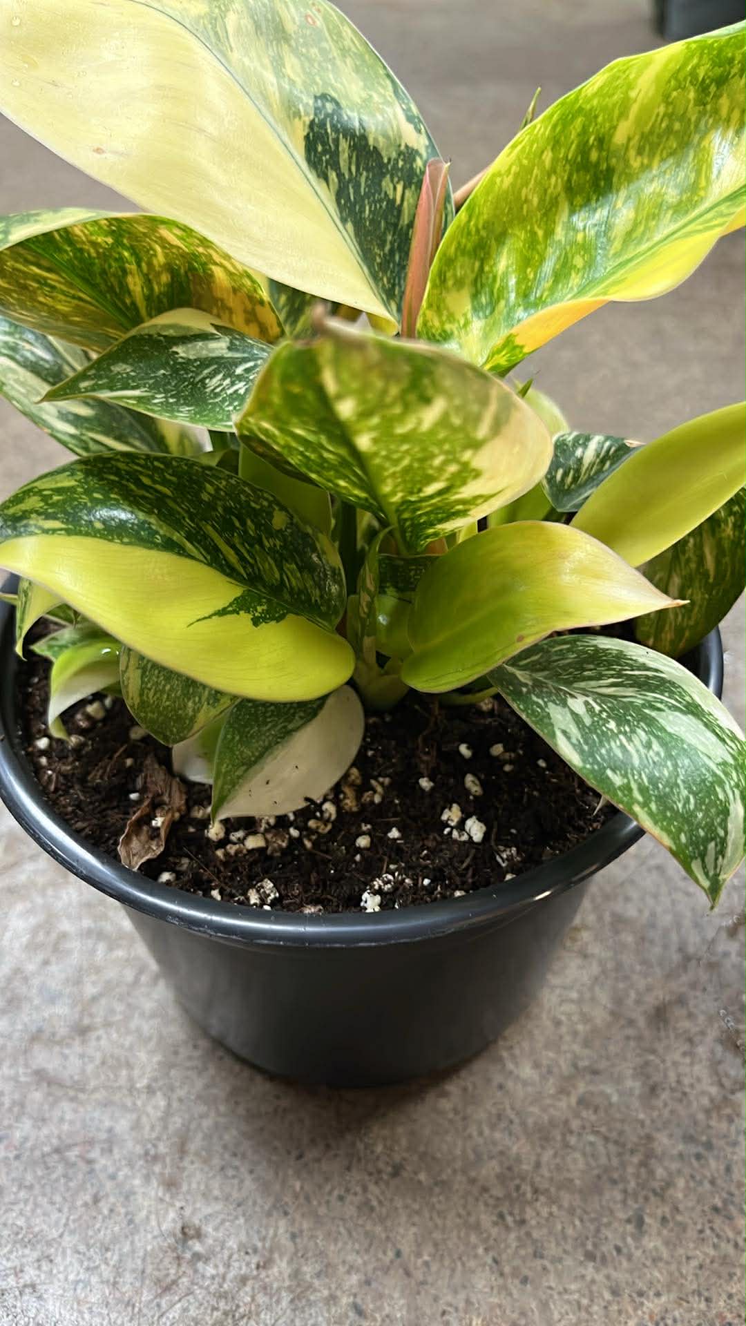 Philodendron Green Congo Nuclear