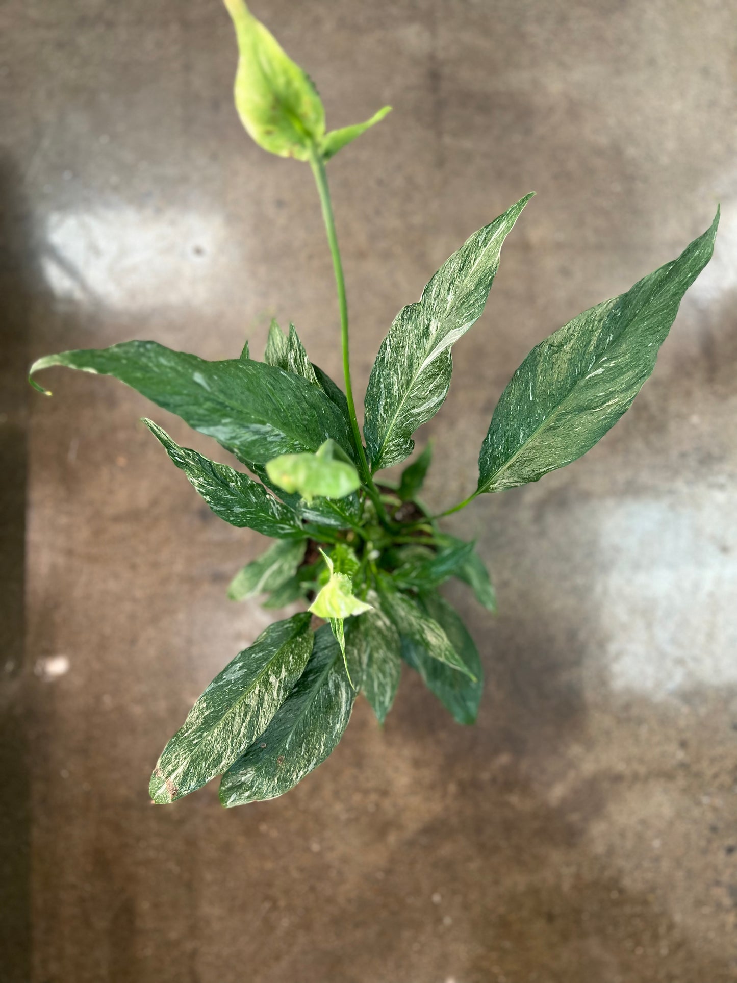 Spathiphyllum Domino Panaché