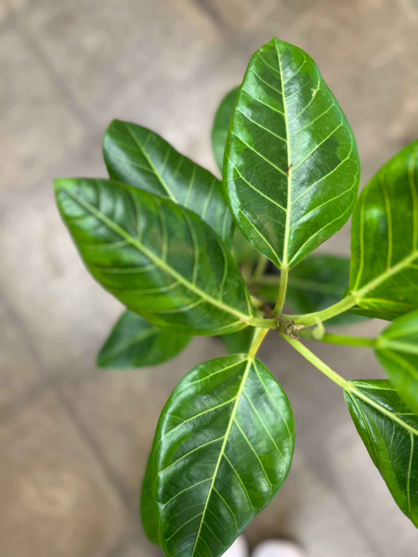 Ficus Altissima