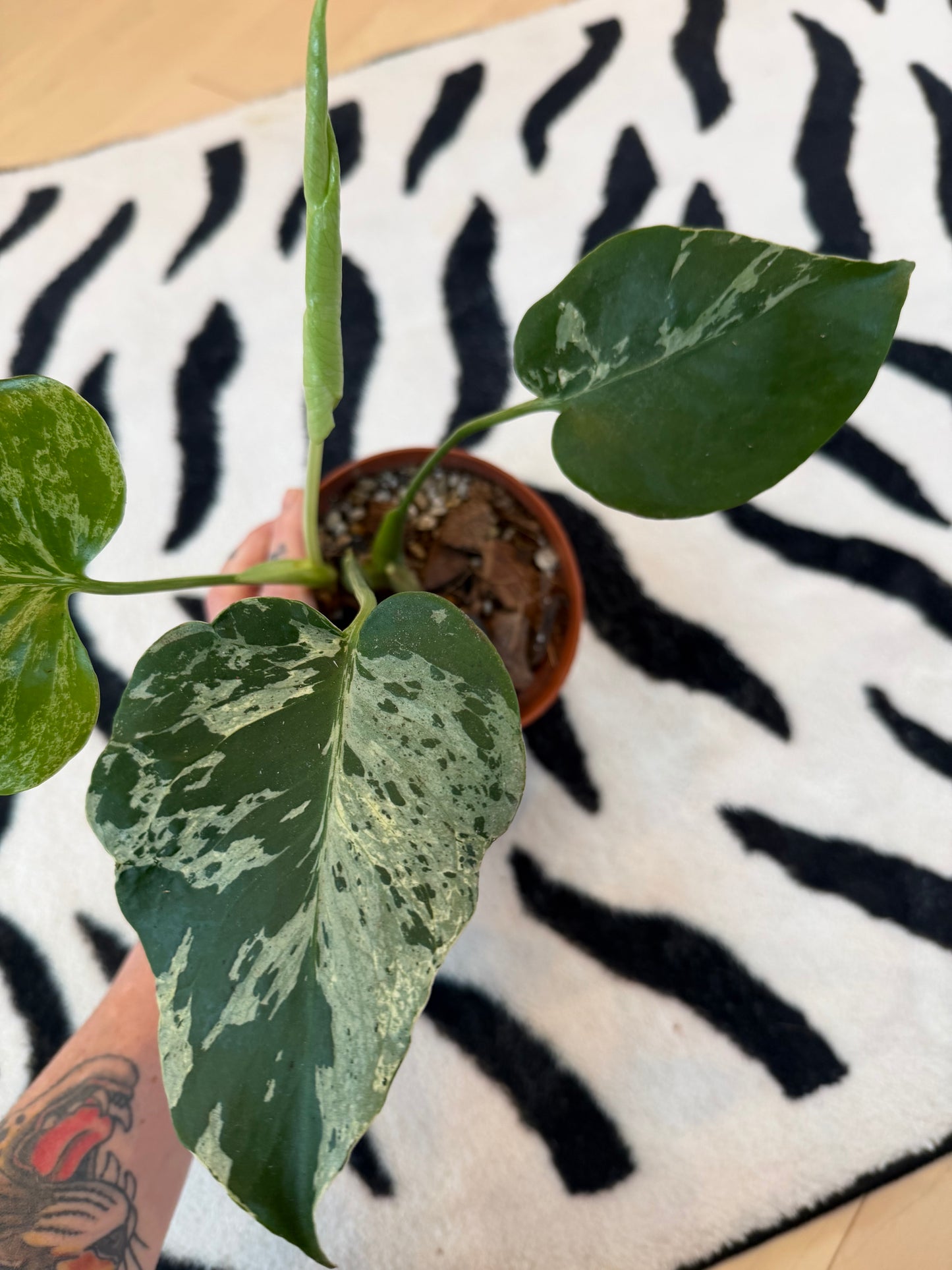 Monstera Bulbasaur #11