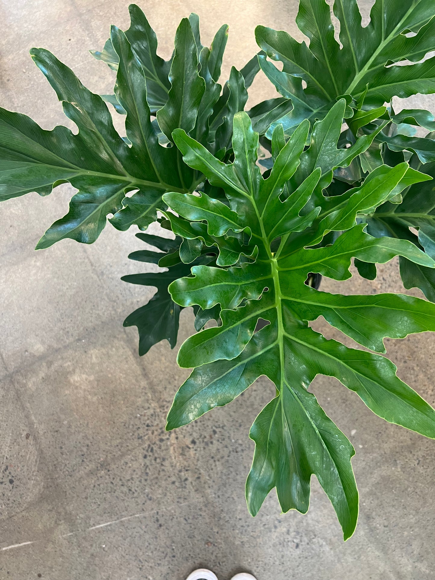 Philodendron Selloum