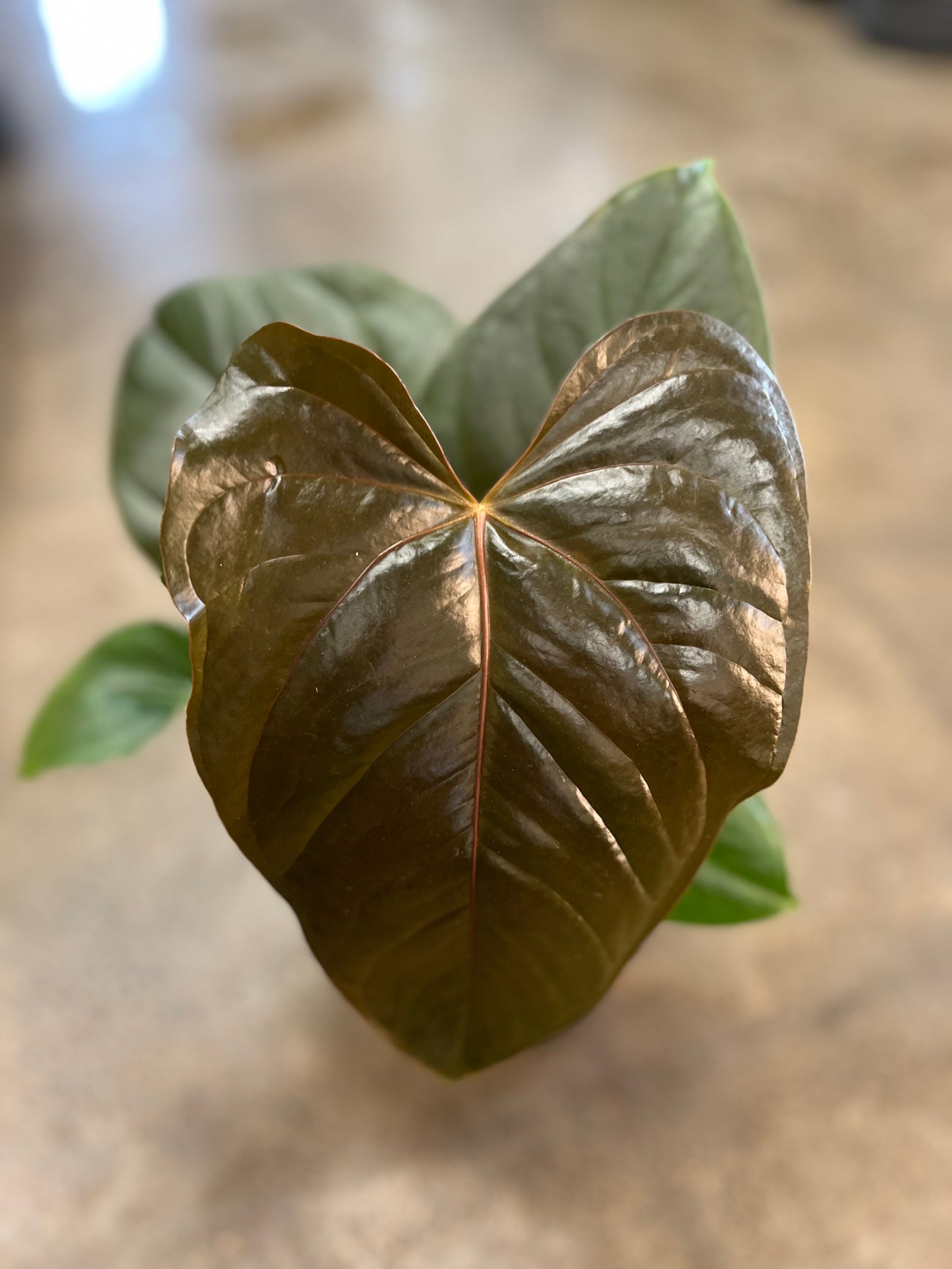 Anthurium Red Leaf