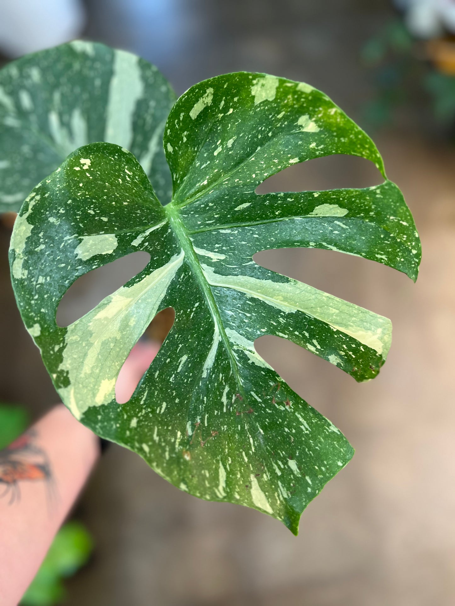 Monstera Thaï Constellation