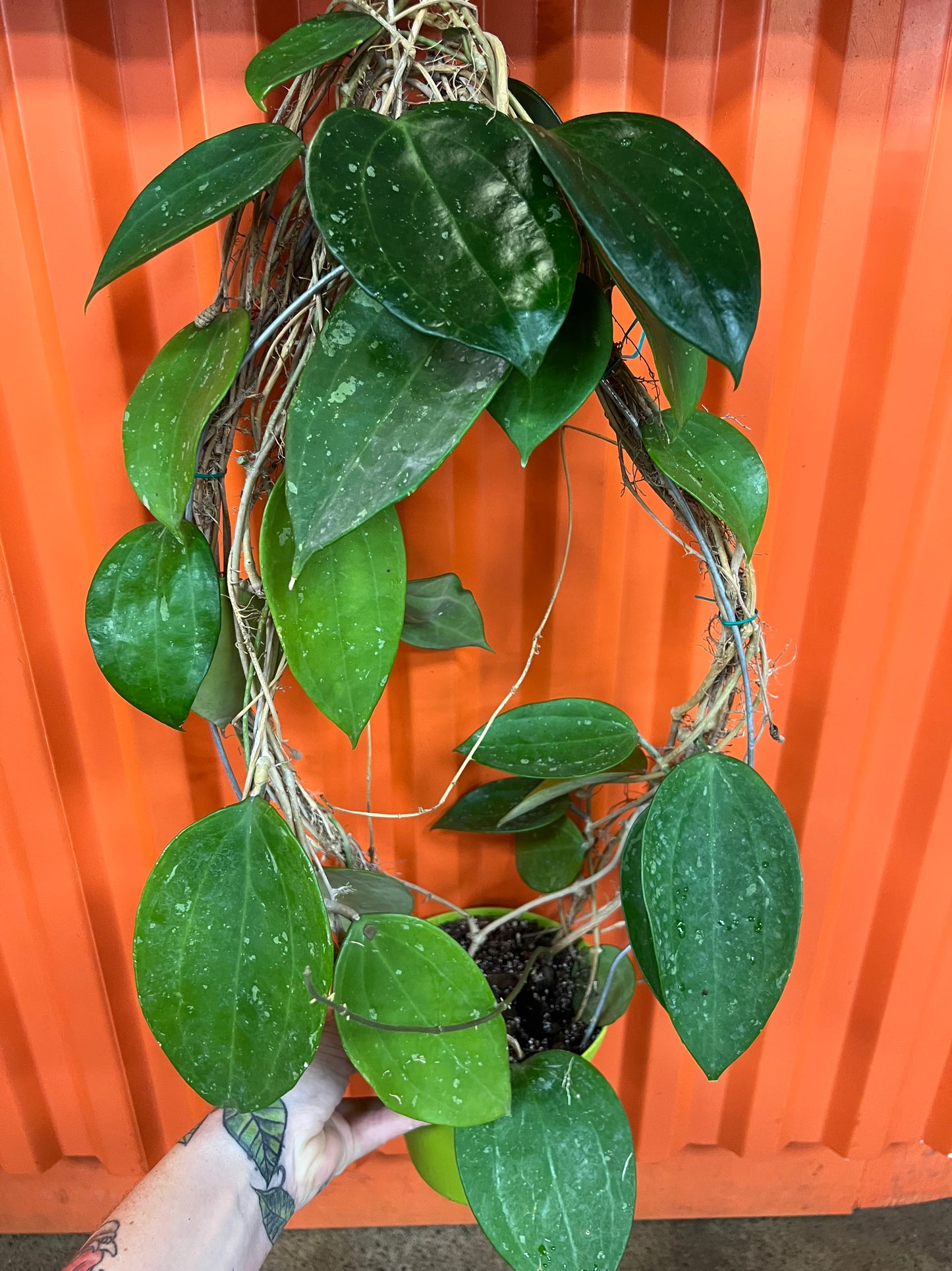 Hoya Macrophylla Snow Queen